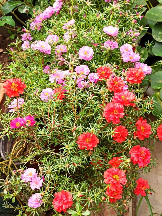 玛格丽特的春天，春天什么花爆盆好养