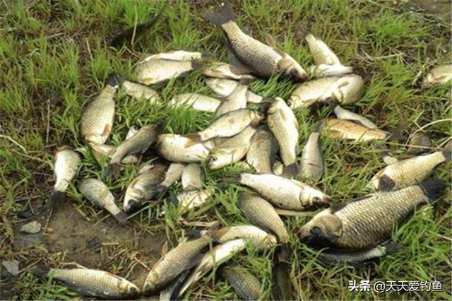 秋季南风天钓鱼怎么选钓位，注意钓法要能“防风”