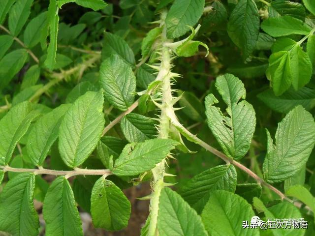 种的植物为什么有刺，浅谈植物的“刺”