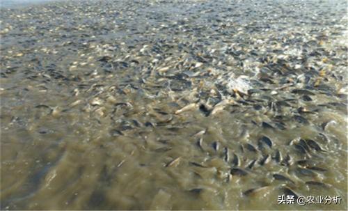 泥鳅大棚养殖，泥鳅池塘高产养殖技术