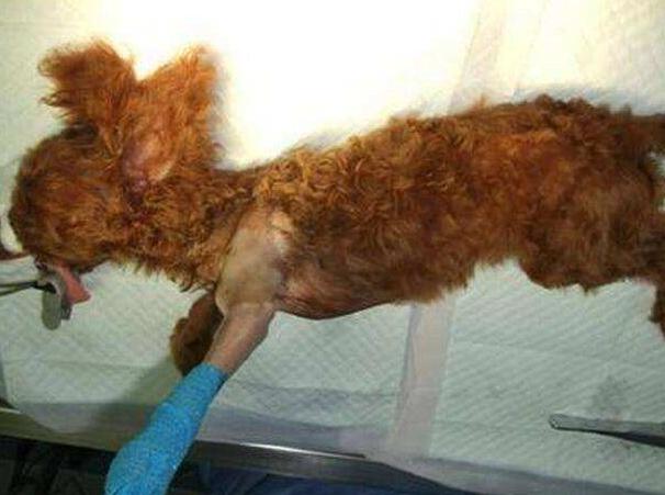 狗能吃牛油果吗，4种狗狗不能随便吃的水果