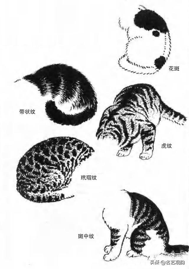 100种小猫怎么画，100种画真猫的画法（教你在纸上养个主子）