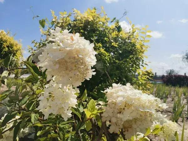 如意湖湿地公园游玩攻略，左中休闲好去处