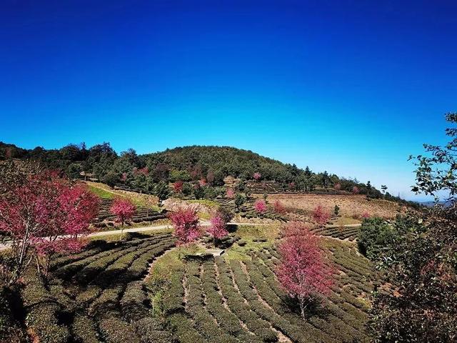 樱花盛开四季如春，冬樱花热闹开放