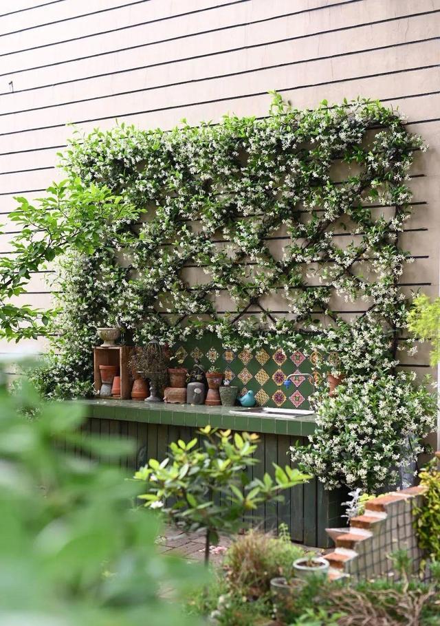 庭院中种什么爬藤花，院子里如果想搭设花廊架