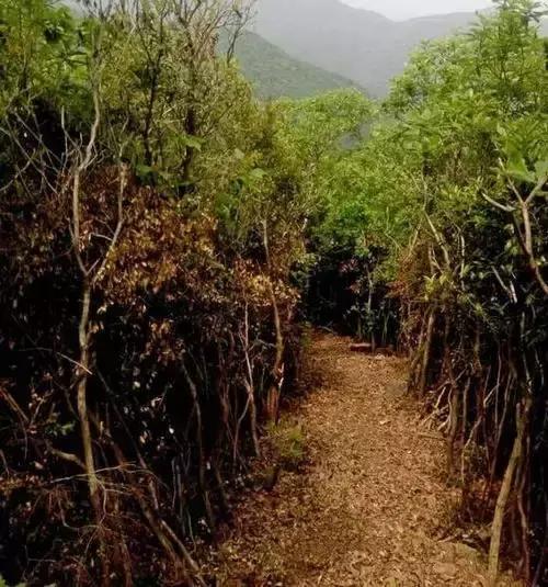 宁波有几个古道可以爬山的，宁波这11条登山健身步道你走过吗
