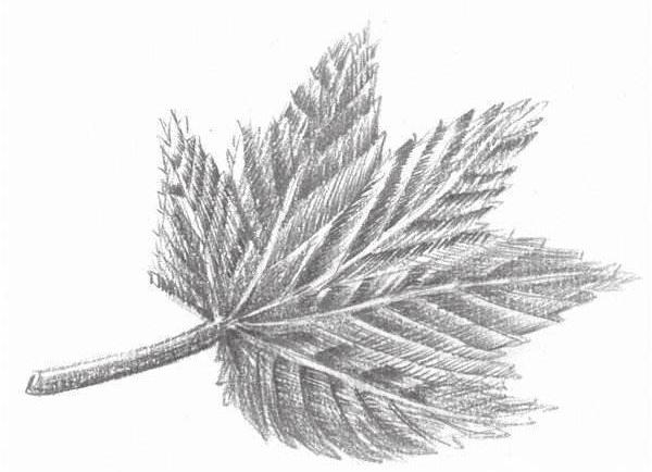 新手如何学会画漫画，绘画经验如何有效的学习画漫画