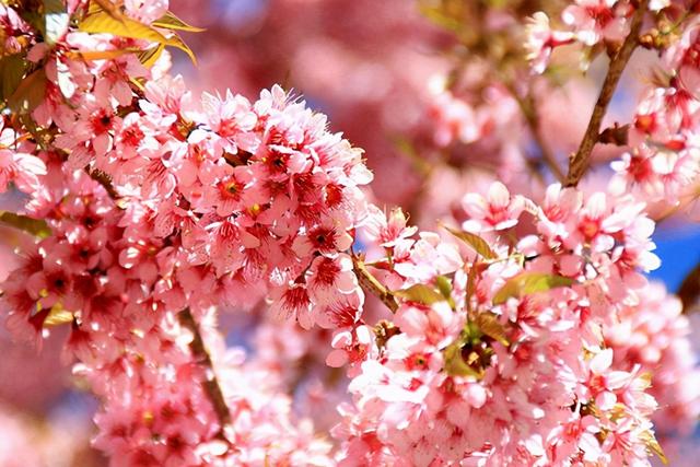 世界上最漂亮的花，世界上最美丽漂亮花（朵花，你知道几个）