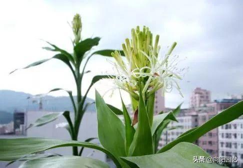 富贵竹开花图片，家里养了富贵竹开花了好吗