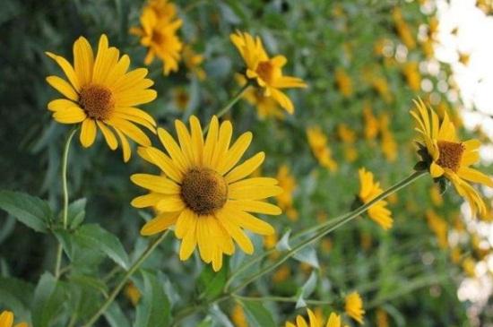 翅果菊花语，小皱菊的花语是什么