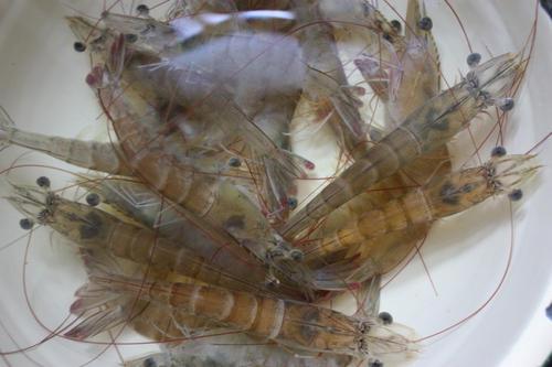 怎么煮虾又干净又好吃，煮虾时直接下锅就