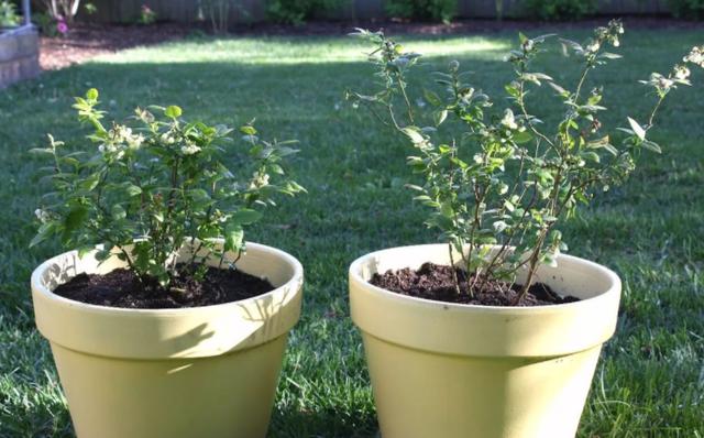 蓝莓种植及养殖方法，蓝莓怎样种植才甜