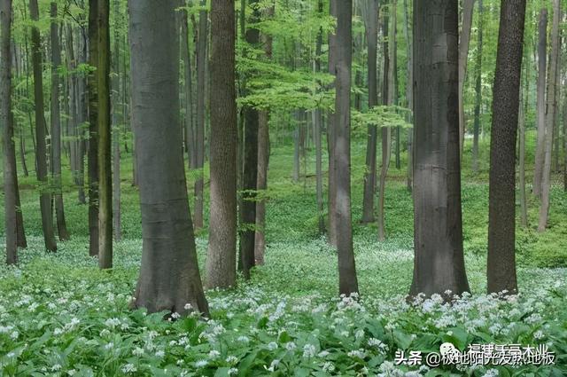 适合地热的实木地板板材，极地阳光带你探索深山选择发热地板的好木材