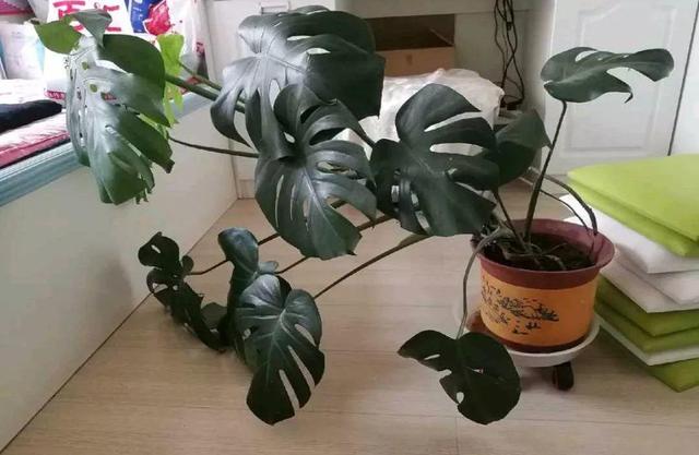 龟背竹的水养方法和注意事项，养龟背竹用对土