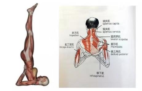 瑜伽肩倒立动作及作用，瑜伽体式之母——肩倒立