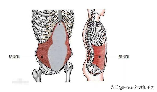 跳繩、跳操水桶腰、大肚子甩不掉？每天堅持這3步，輕松縮腰瘦腹 健身減肥達人 第16张