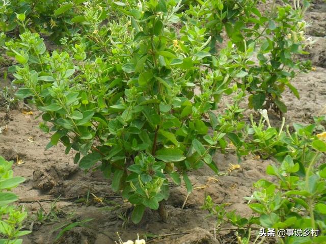 金银花种植技术，金银花种植的技术和管理（金银花好看又实用）
