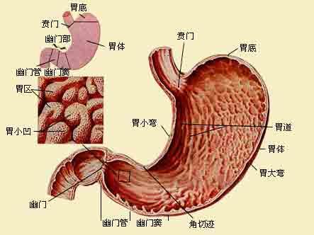 食物消化流程图解，食物是怎么消化掉的