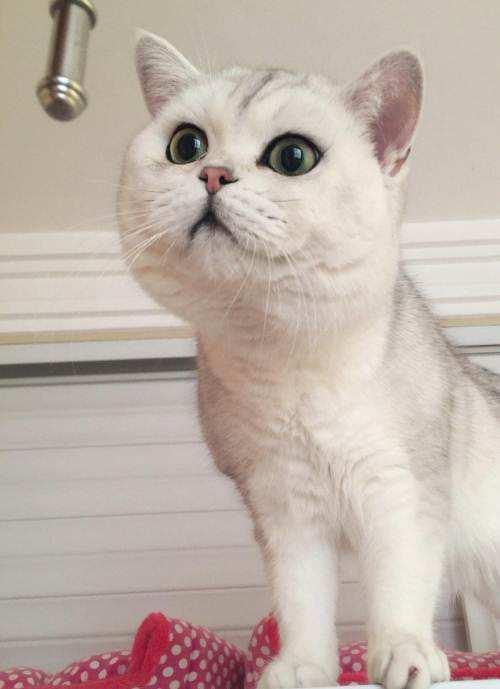 cfa猫，你必须了解关于英国短毛猫的一切