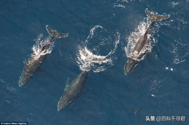 虎鲸为什么怕座头鲸，座头鲸为什么喜欢追着虎鲸打（“海洋街溜子”虎鲸）