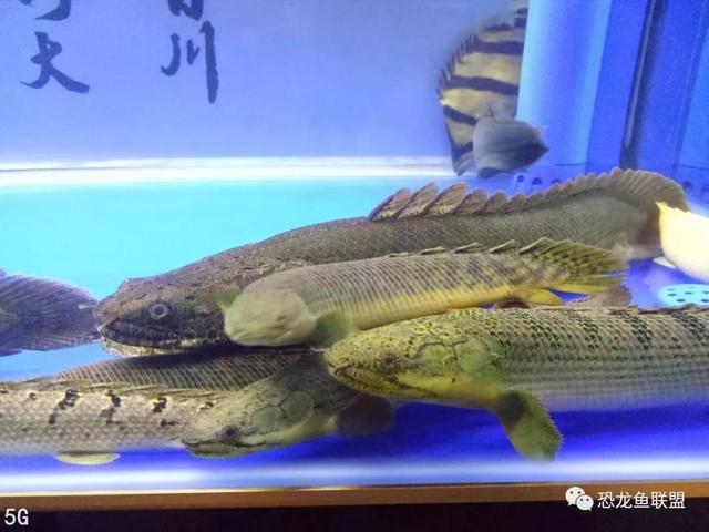 热带观赏鱼曼龙鱼，大型热带鱼刚果恐龙王鱼的寿命及饲养方式