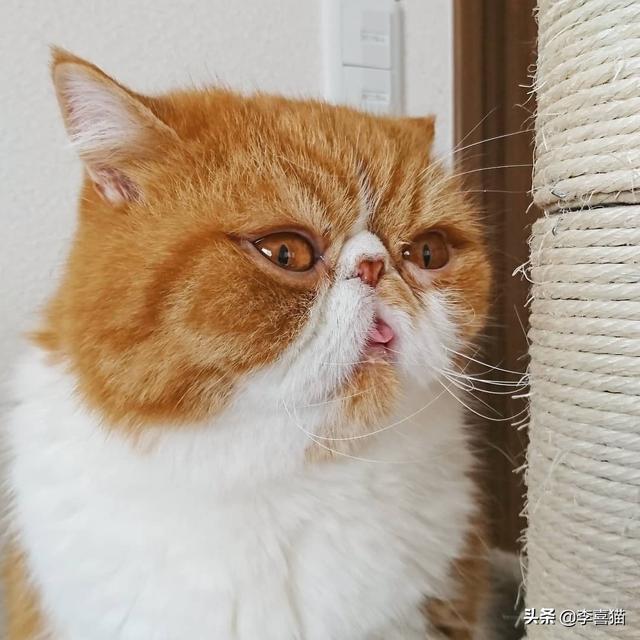 猫流眼泪怎么回事，猫咪有时候会流泪是怎么回事（猫咪流眼泪是因为“感动”而哭——关于猫流眼泪的真相）