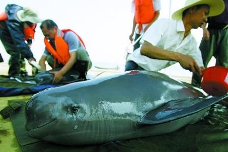 国家重点保护野生动物名录分几级，国家重点保护野生动物名录公布