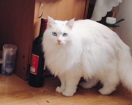 可爱又有一点真实细节的猫咪，这几种猫咪可爱又甜美