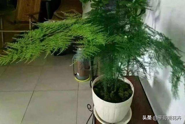 教师节送什么花给老师，教师节最好送什么花给老师