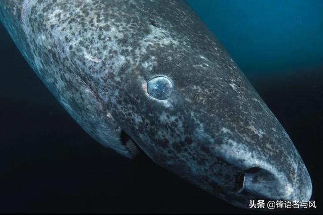 比蓝鲸大的史前生物，阿尔卑斯山发现2.05亿年前巨兽