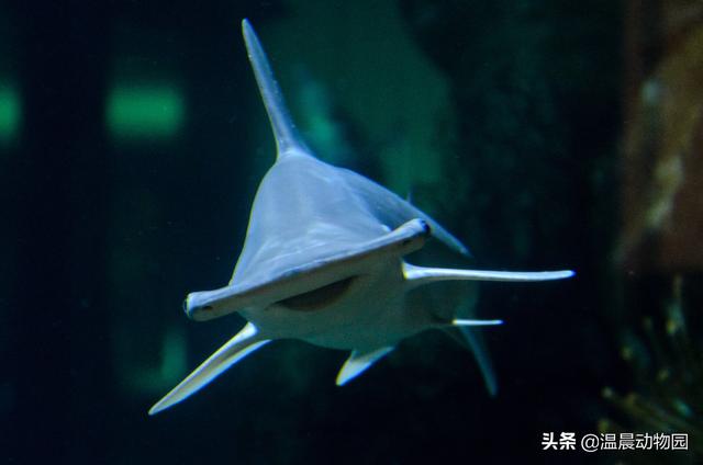 动物分娩比人类更容易，动物繁殖只能靠雌雄共同努力