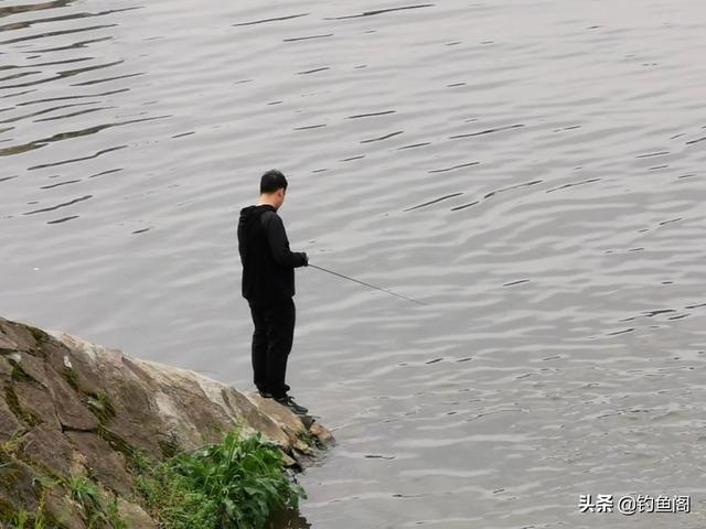 常吃的鱼有哪些，常见的45种食用鱼大全