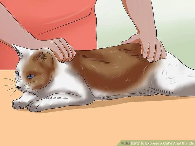 猫肛门腺怎么处理，猫咪究竟要不要挤肛门腺