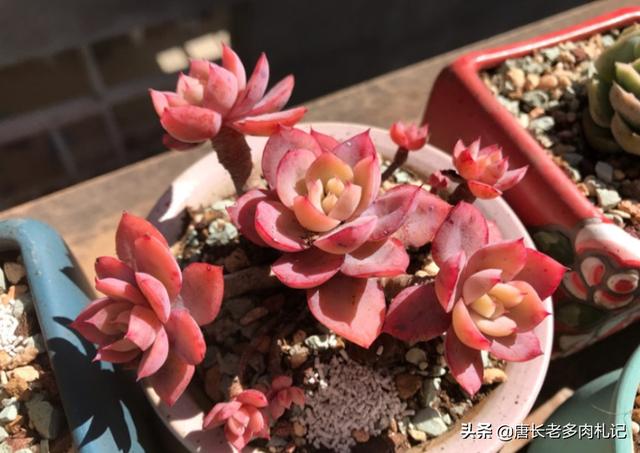 多肉丝绸面纱秋天的养护，怪不得追捧的花友越来越多