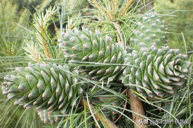 松子为什么那么贵，云南野生松子和普通松子区别（松子，勾起我的回忆）