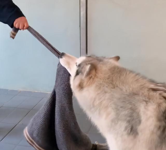 狗狗寄養思念主人，主人寄來貼身衣物，狗：就是這個味兒 萌趣萌寵 第8张