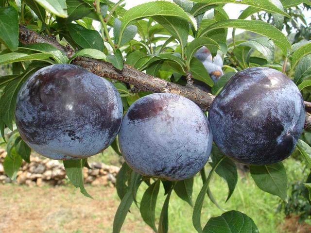 黑布林与黑李有区别吗，被我国改变了身价的水果