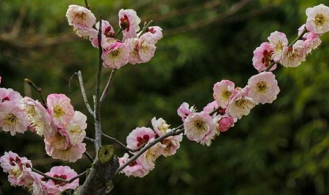 盆栽梅花花期的养护和管理，想让它越开越多