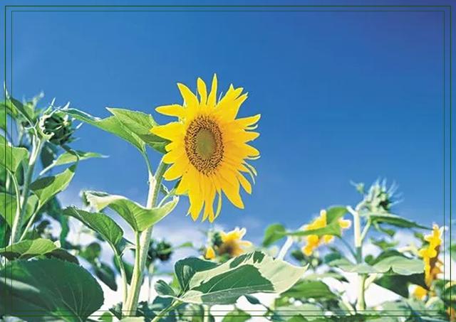 傲阳的诗句大全，倾阳丹心独自在