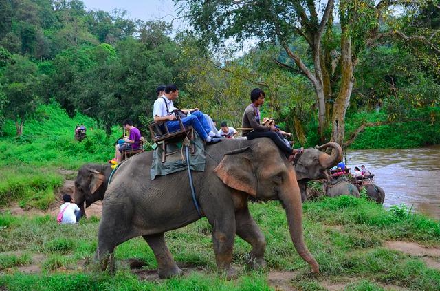 画面泰国旅游骑大象，90后小清新出游泰国