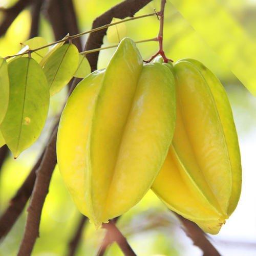 春天有哪些水果，适合春天吃的水果有哪些呢