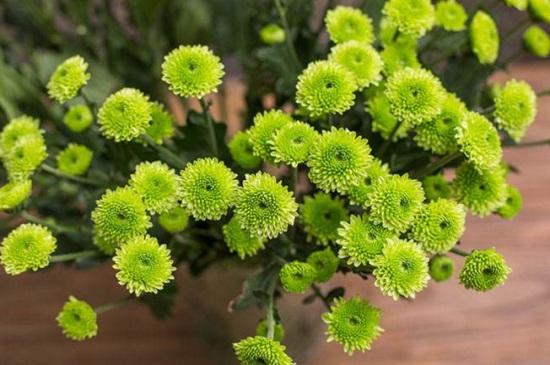 翅果菊花语，小皱菊的花语是什么