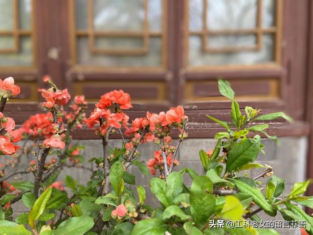 海棠哪个品种最好看，原来海棠有这么多品种