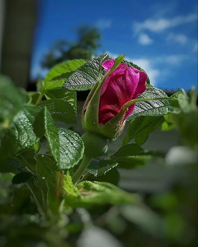 玫瑰与月季的区别，玫瑰和月季的主要区别（一篇文章告诉你它俩之间的差别）