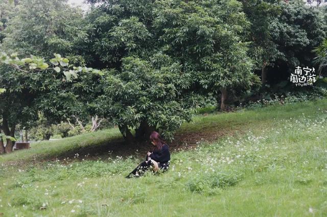 南宁附近花海景点推荐，南宁这几处花海，美了