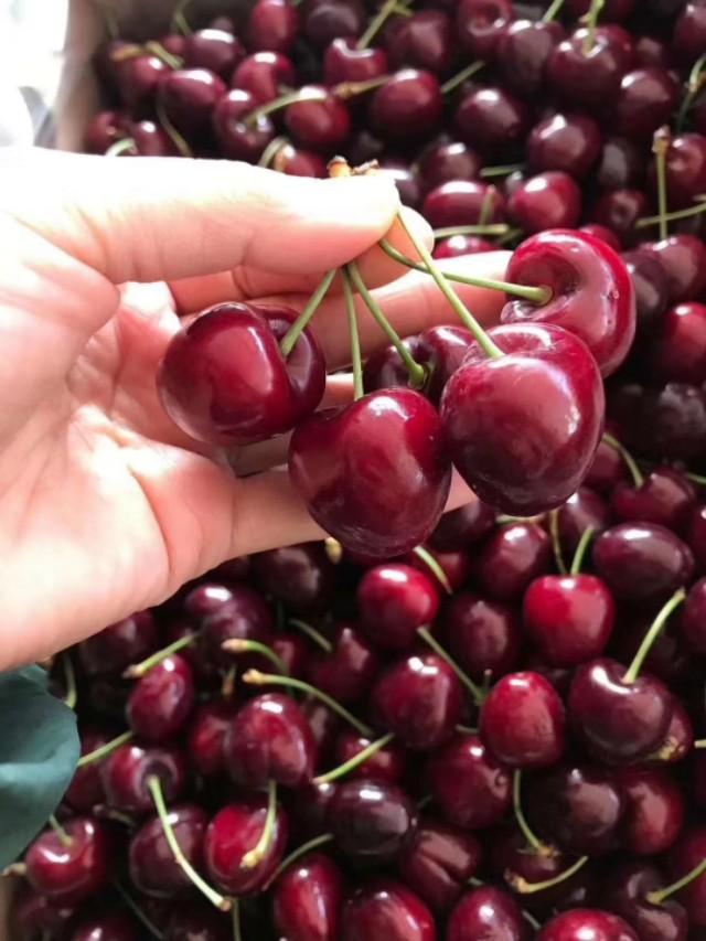 cherry和樱桃的区别，Cherry车厘子最简单的基本知识