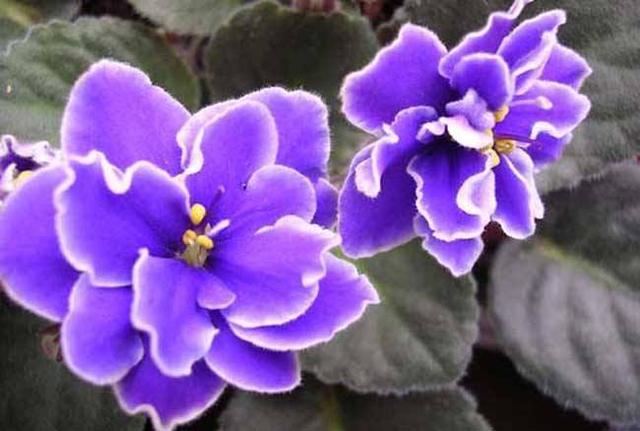 紫罗兰花有几种，好看的紫罗兰品种