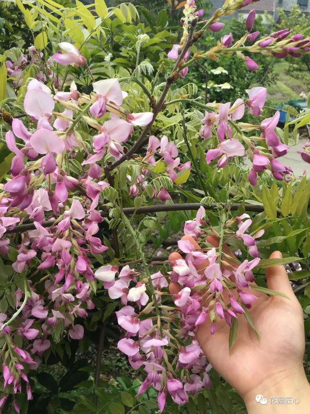 紫藤怎么养才能开花，不养一盆就太可惜了