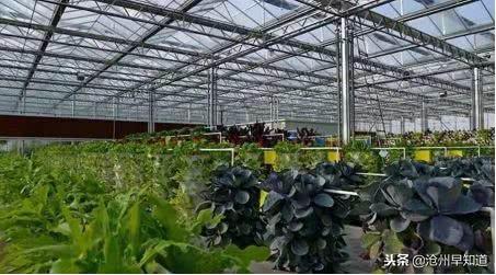 沧州有什么可以游玩的景点，沧州最新最全旅游攻略