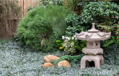 荷花深处有禅意，禅意的荷花